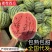 《麦茬美都》周口扶沟/有籽西瓜/产地代发全国/包熟包甜