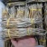 包邮海龙鱼干大海龙15公分以上绑把海龙海龙，海龙干滋补品