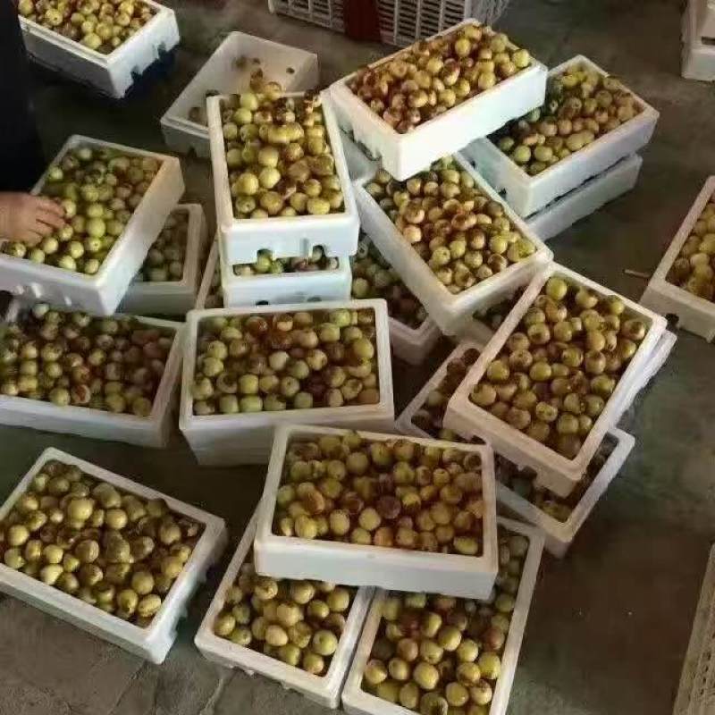 《冬枣》陕西大荔基地直发对接商超团购电商一条龙一件代发