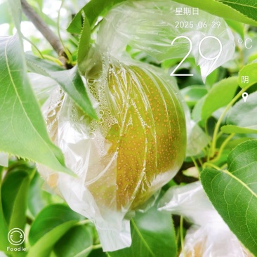 永川黄瓜山圆黄梨自产自销