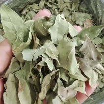 罗布麻叶新疆干货1斤包邮