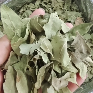 罗布麻叶新疆干货1斤包邮