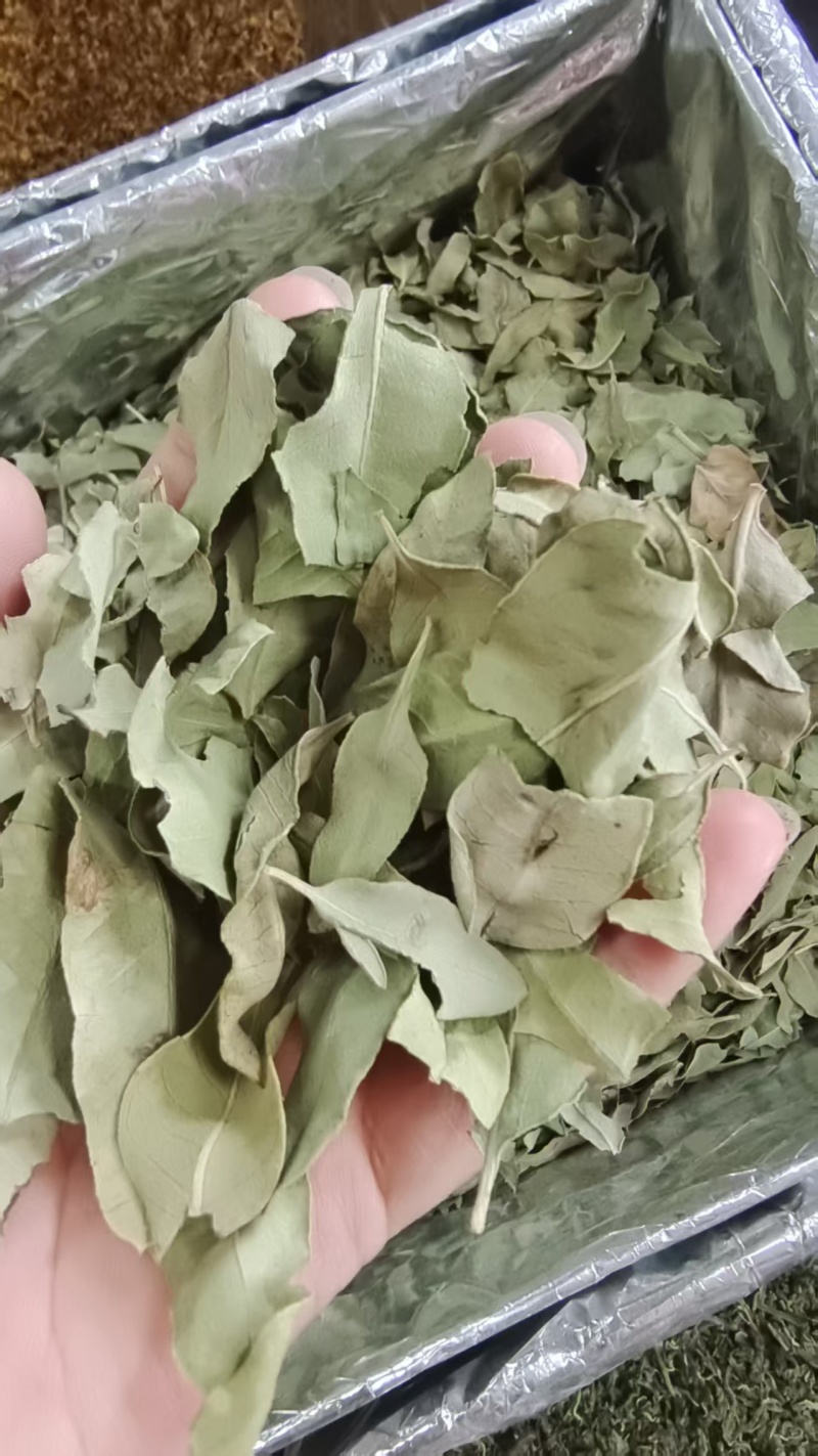 罗布麻叶新疆干货1斤包邮