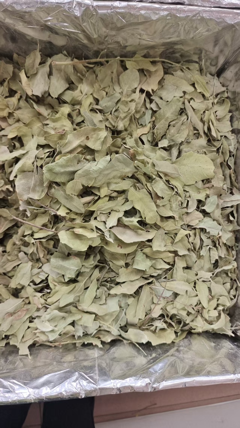 罗布麻叶新疆干货1斤包邮