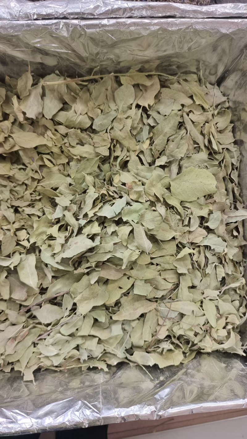 罗布麻叶新疆干货1斤包邮
