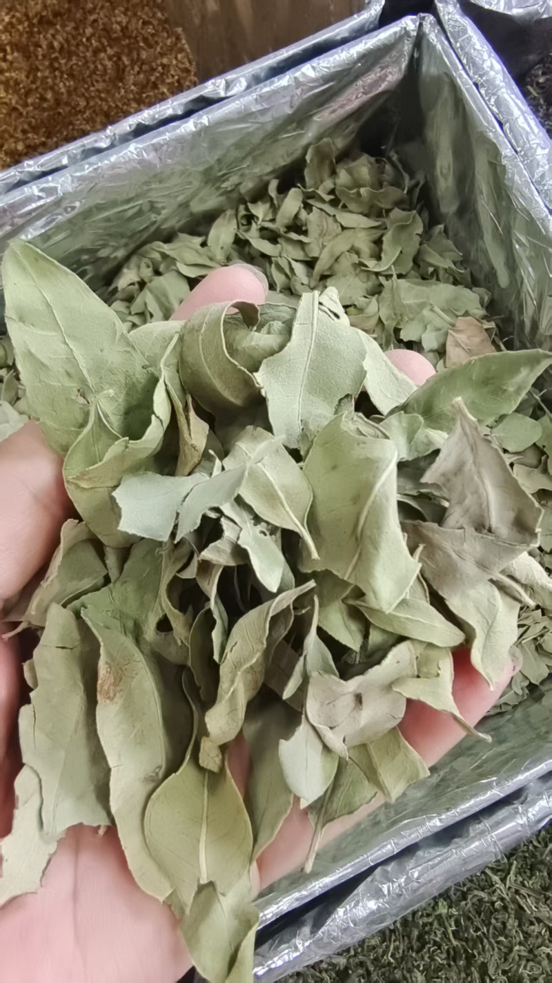 罗布麻叶新疆干货1斤包邮
