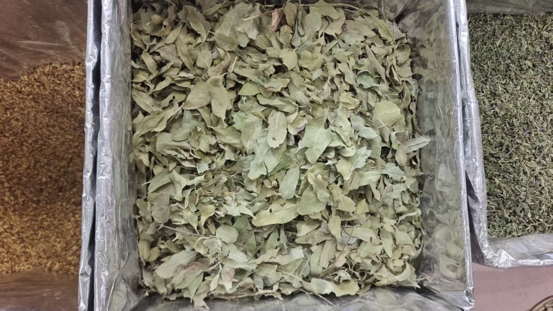 罗布麻叶新疆干货1斤包邮