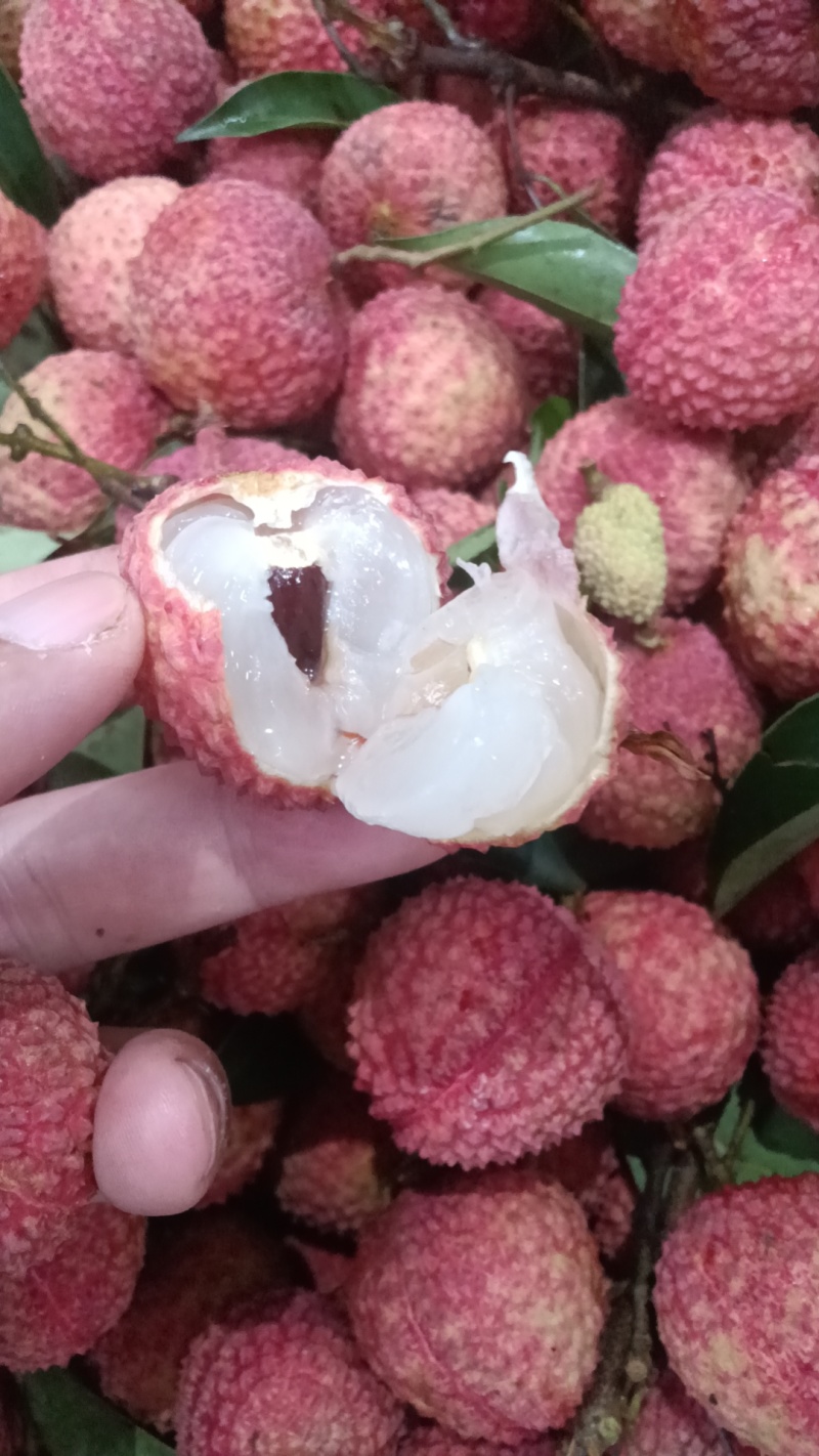先进奉荔枝