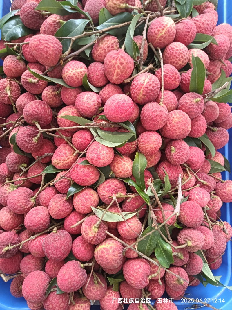 先进奉荔枝