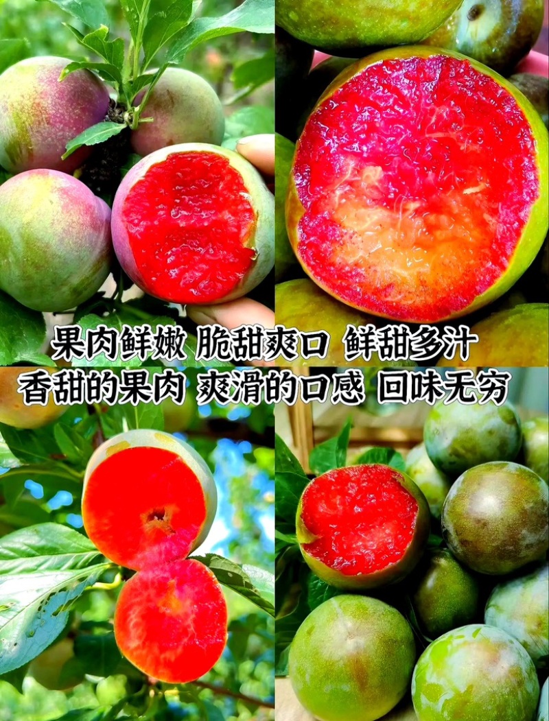 2025年正宗新鲜味帝李子恐龙蛋现摘红心李当季酸甜脆嫩计