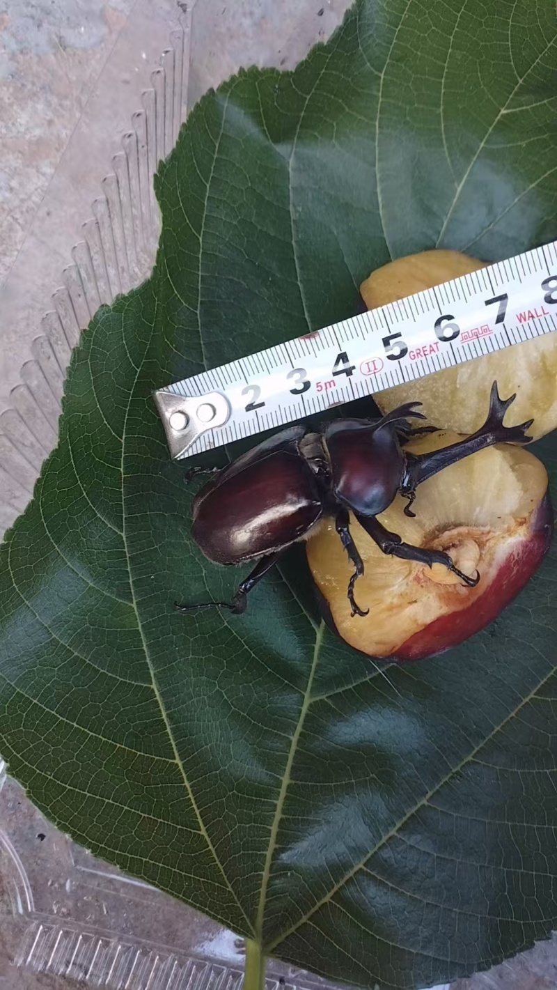 独角仙宠
