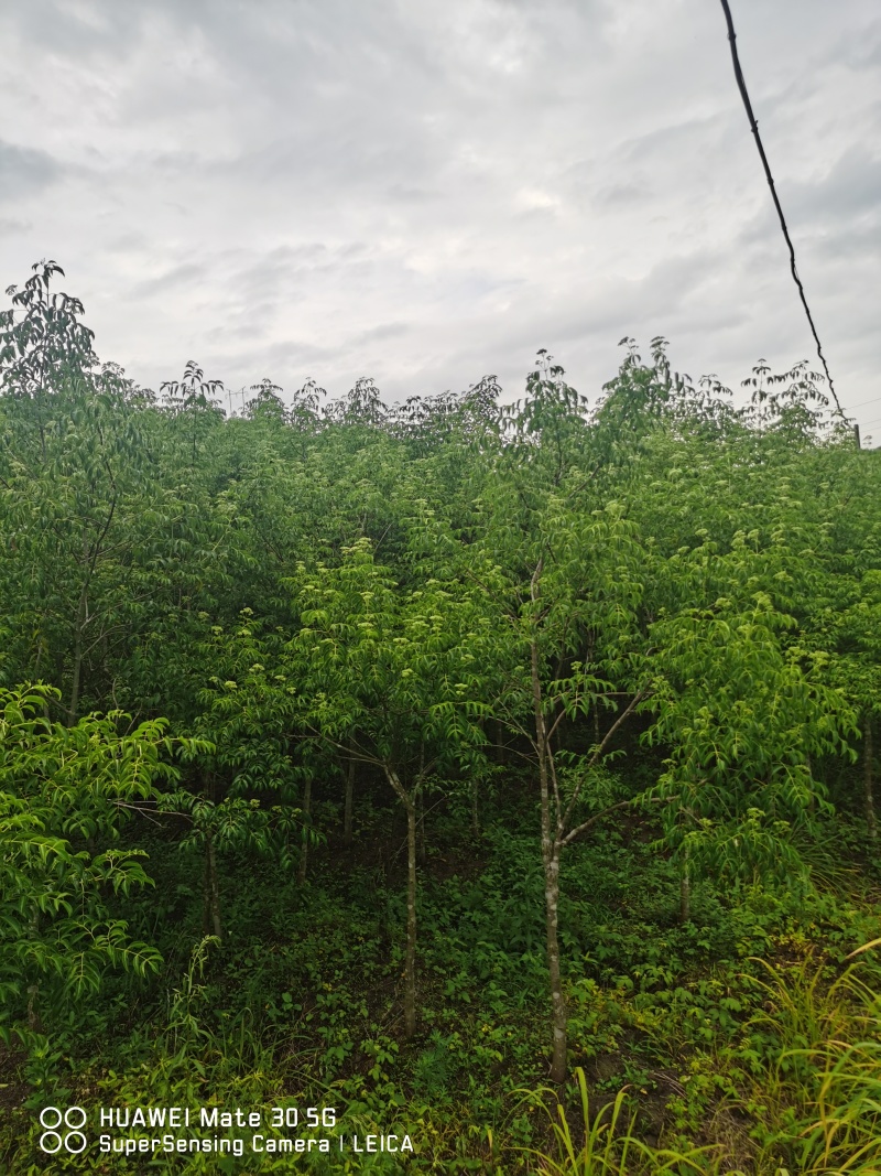 精品野鸦椿、酒药花、鸡肾果、鸡眼睛、山海椒、小山辣子