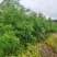 精品野鸦椿、酒药花、鸡肾果、鸡眼睛、山海椒、小山辣子