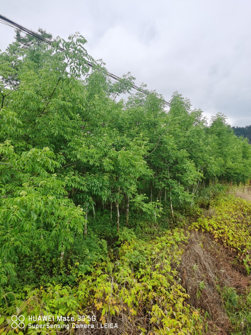 精品野鸦椿、酒药花、鸡肾果、鸡眼睛、山海椒、小山辣子