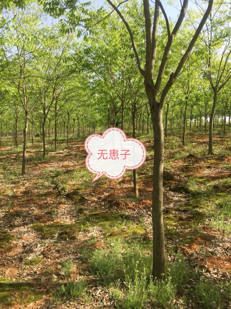精品无患子，又叫黄金树、黄目树、油患子。