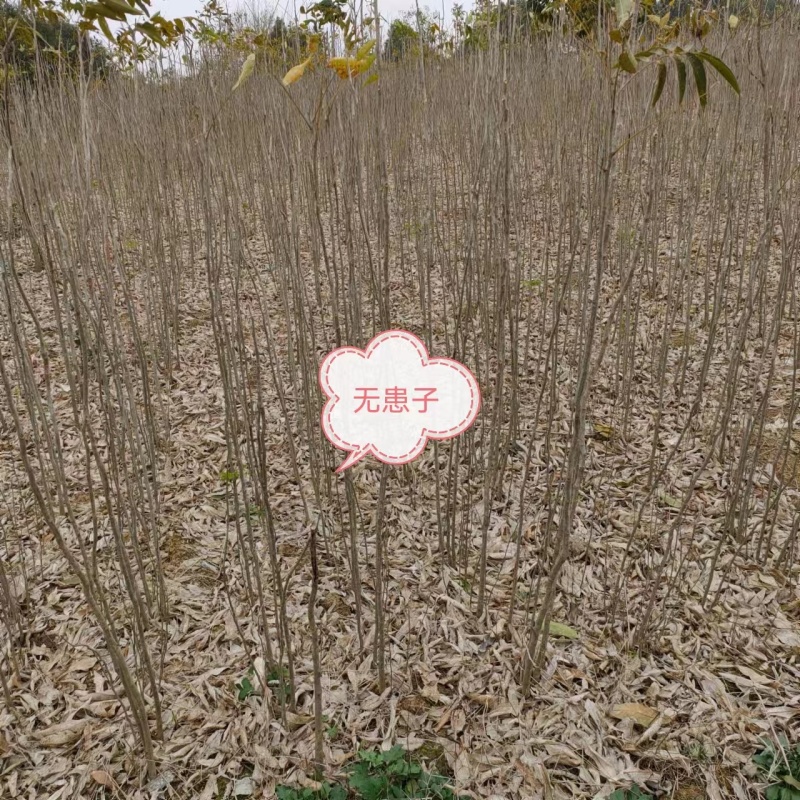 精品无患子，又叫黄金树、黄目树、油患子。