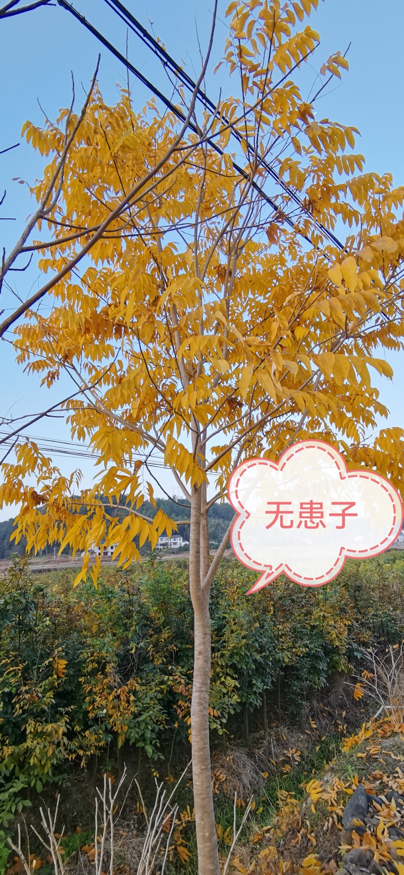 精品无患子，又叫黄金树、黄目树、油患子。