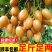 黄皮果新鲜现摘新鲜水果批发价顺丰包邮广东特产黄皮鸡心黄皮现摘