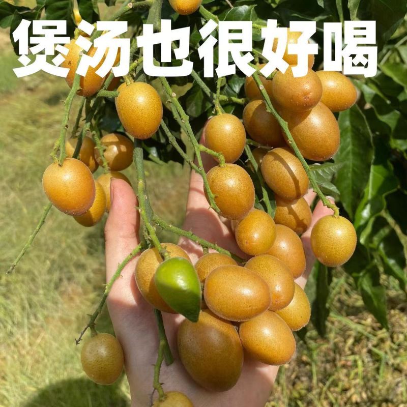 黄皮果新鲜现摘新鲜水果批发价顺丰包邮广东特产黄皮鸡心黄皮现摘