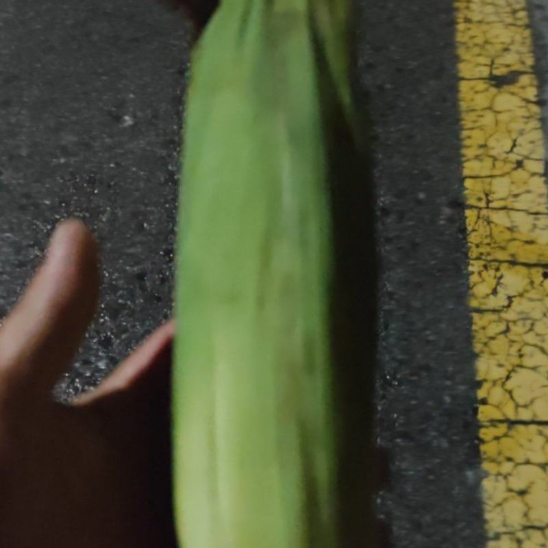 608花玉米