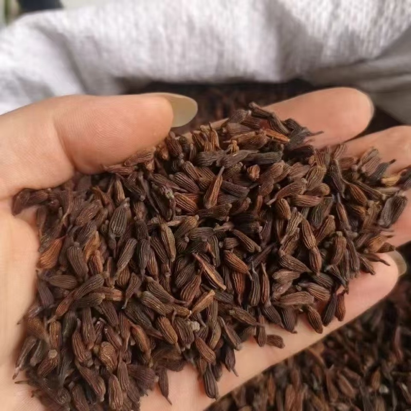 百部上新。出芽率高