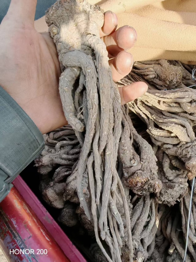 甘肃中药材当归成品产地直发质量保证可视频看货