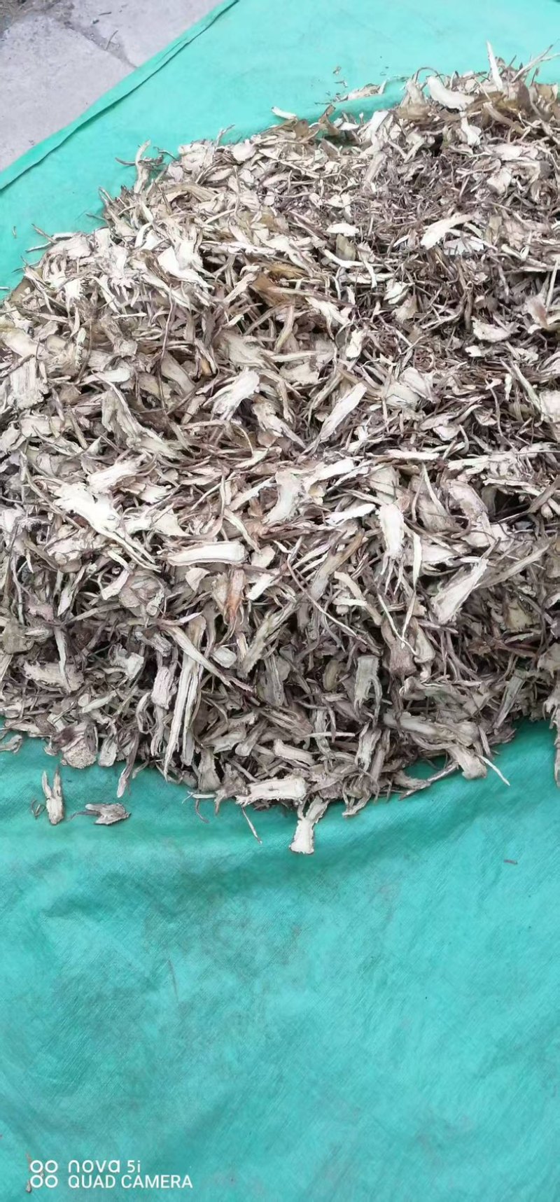 甘肃中药材当归成品产地直发质量保证可视频看货