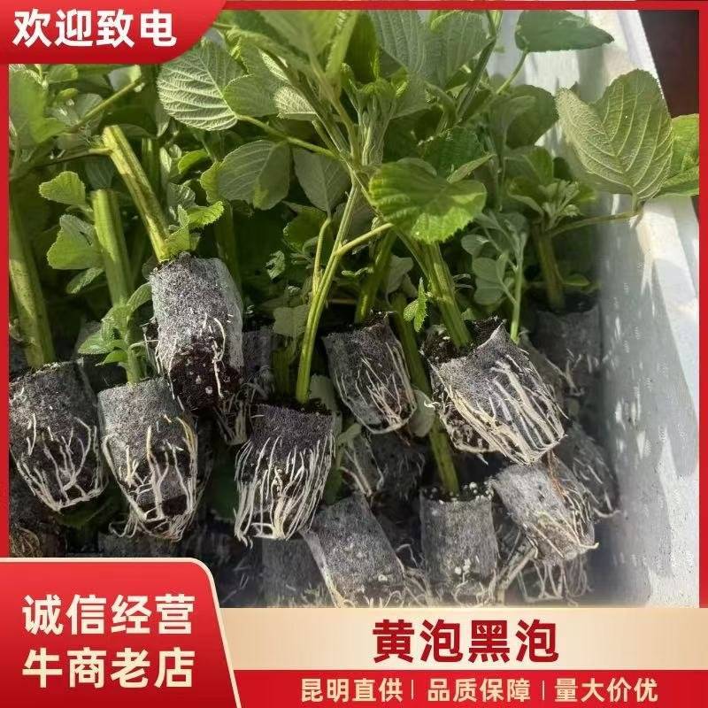 黄泡苗云南产区直发保质保量供货价钱实惠