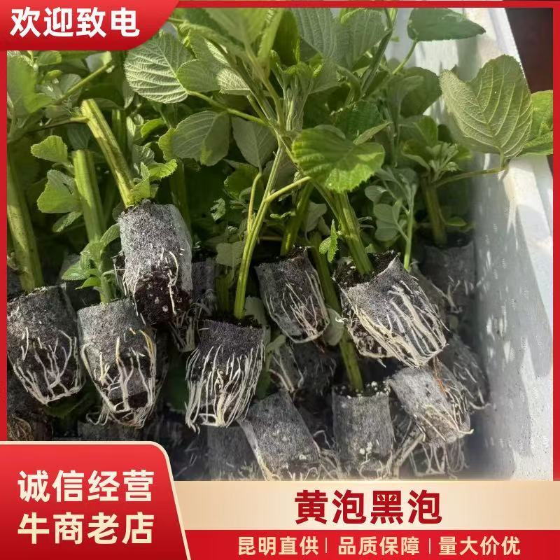 黄泡苗云南产区直发保质保量供货价钱实惠