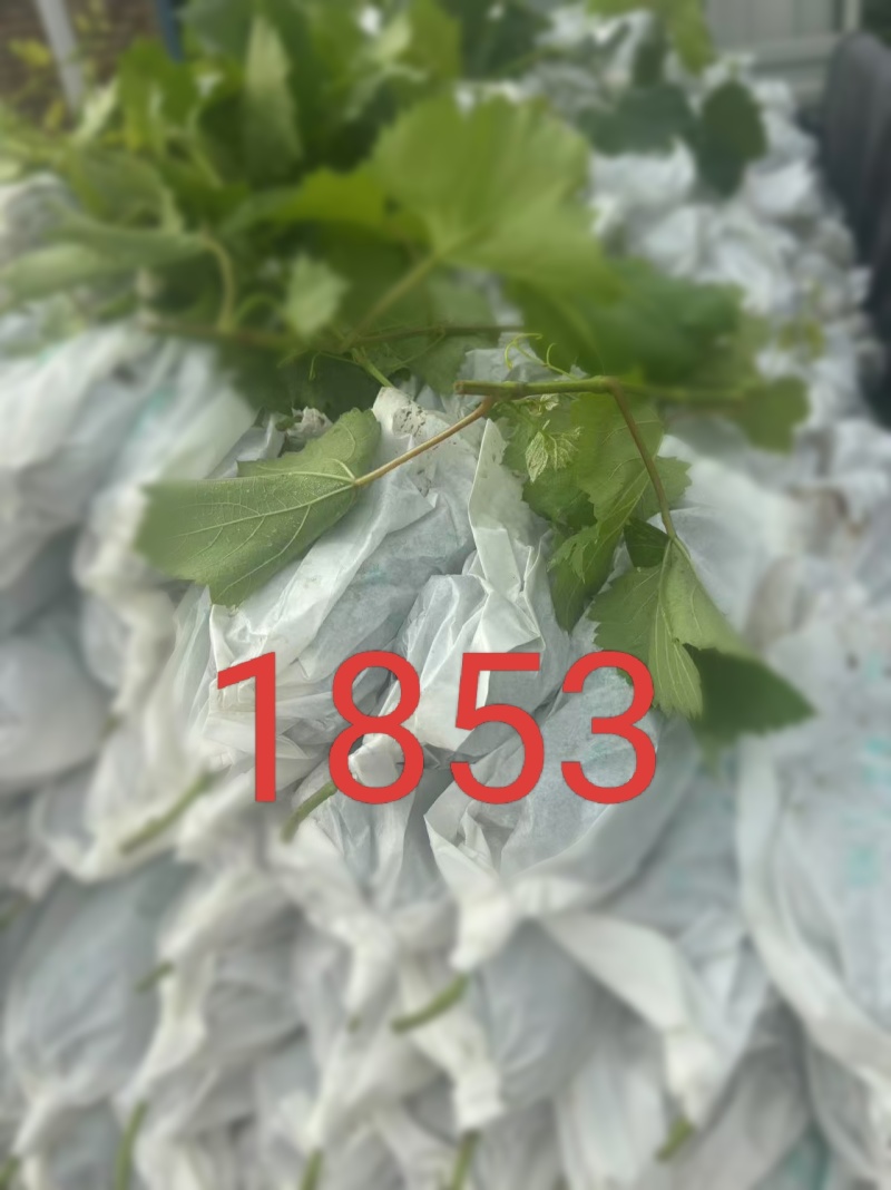 维多利亚大量有货