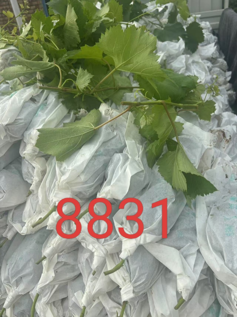 维多利亚大量有货