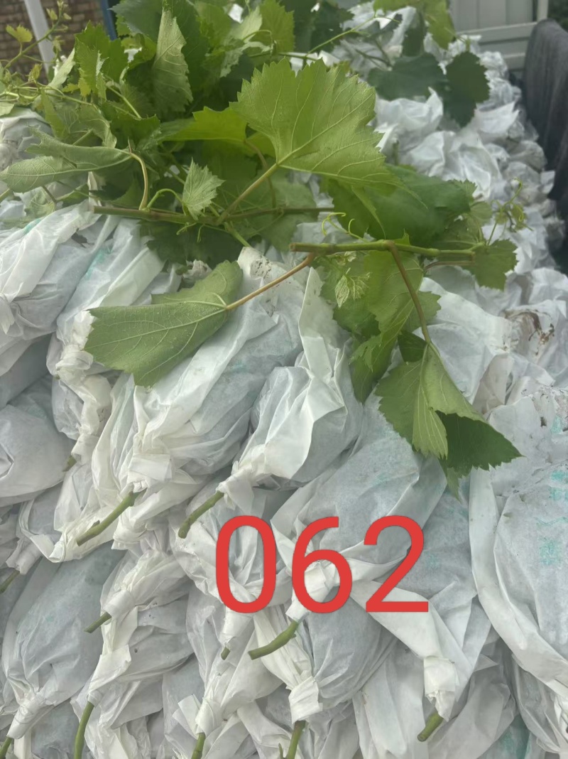 维多利亚大量有货