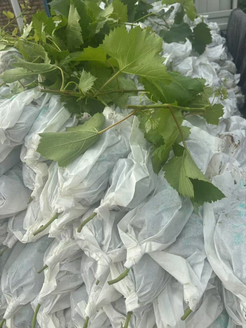 特甜辽峰南太湖货源不多，抓紧联系了！来的慢拍大腿了