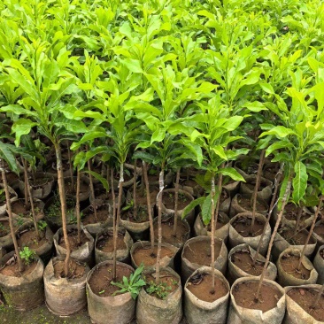 黄晶果苗大个头效益较高新品种单果重达一斤多