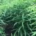 收购黄精种子