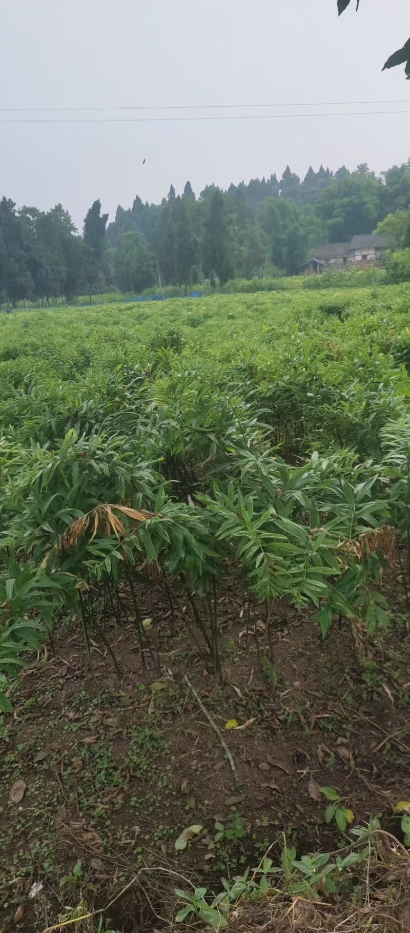 收购黄精种子