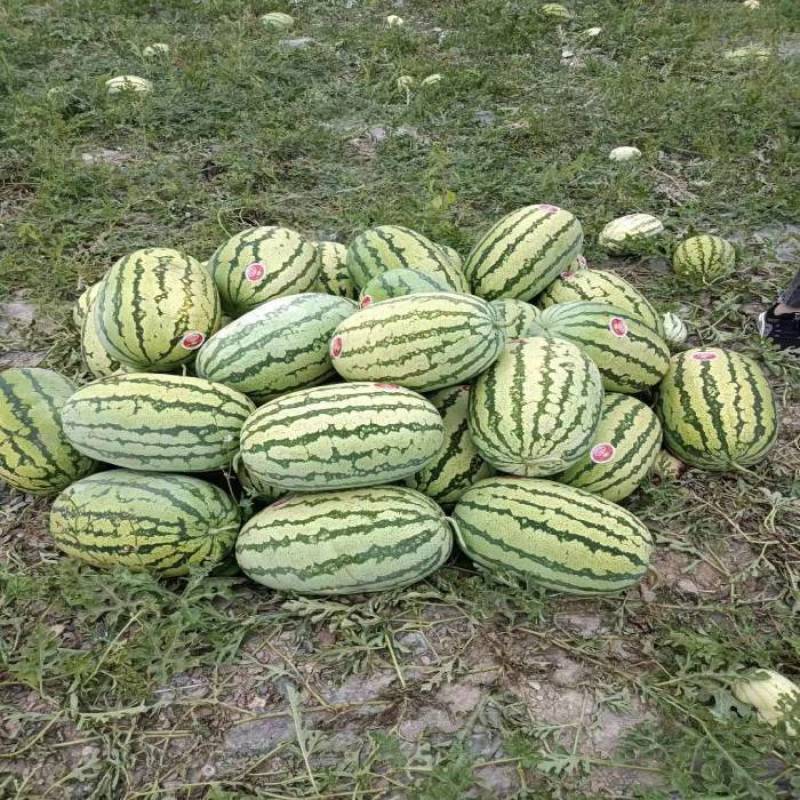 宁夏硒砂瓜，石头瓜，各种规格，各种价格都有，欢迎联系发货