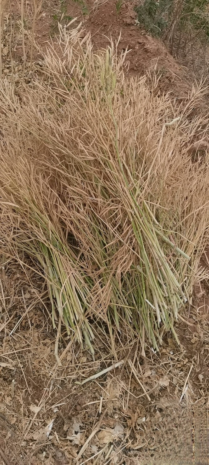 油菜籽