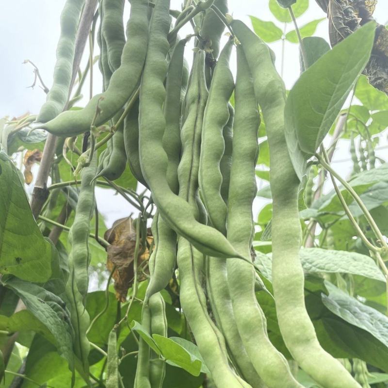 青大肉豆架豆种子白花绿荚架豆种子少筋纤维少实心架豆种子