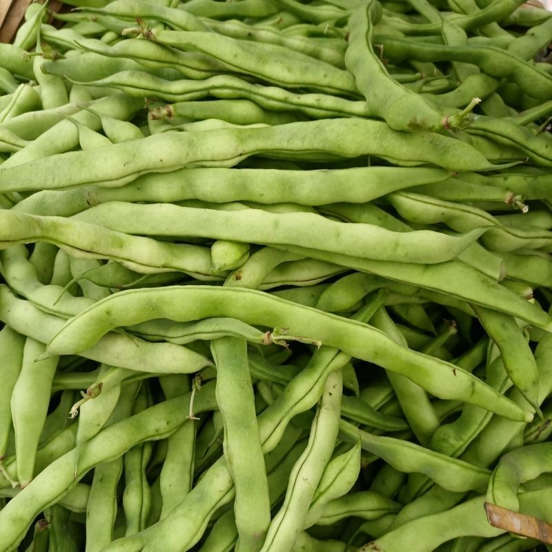 青大肉豆架豆种子白花绿荚架豆种子少筋纤维少实心架豆种子