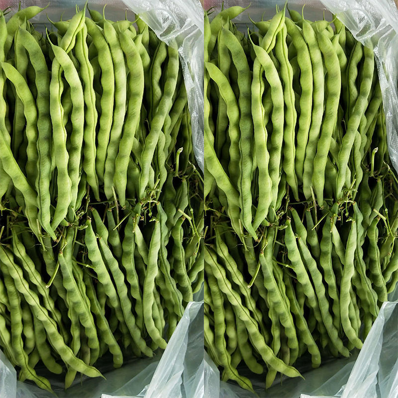 青大肉豆架豆种子白花绿荚架豆种子少筋纤维少实心架豆种子