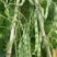 青大肉豆架豆种子白花绿荚架豆种子少筋纤维少实心架豆种子