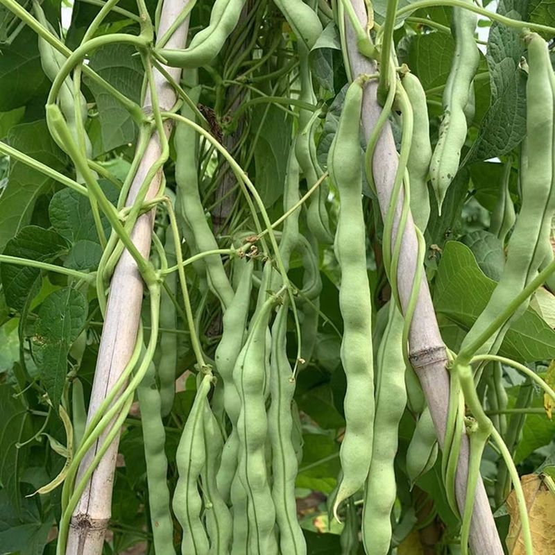 青大肉豆架豆种子白花绿荚架豆种子少筋纤维少实心架豆种子