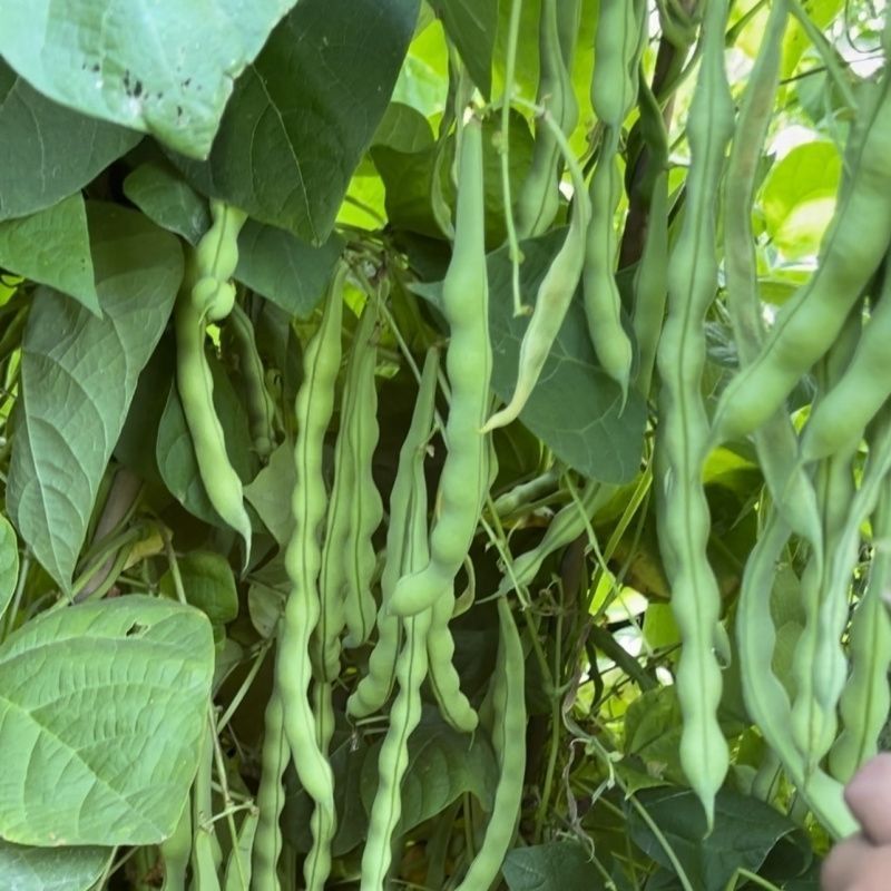 青大肉豆架豆种子白花绿荚架豆种子少筋纤维少实心架豆种子