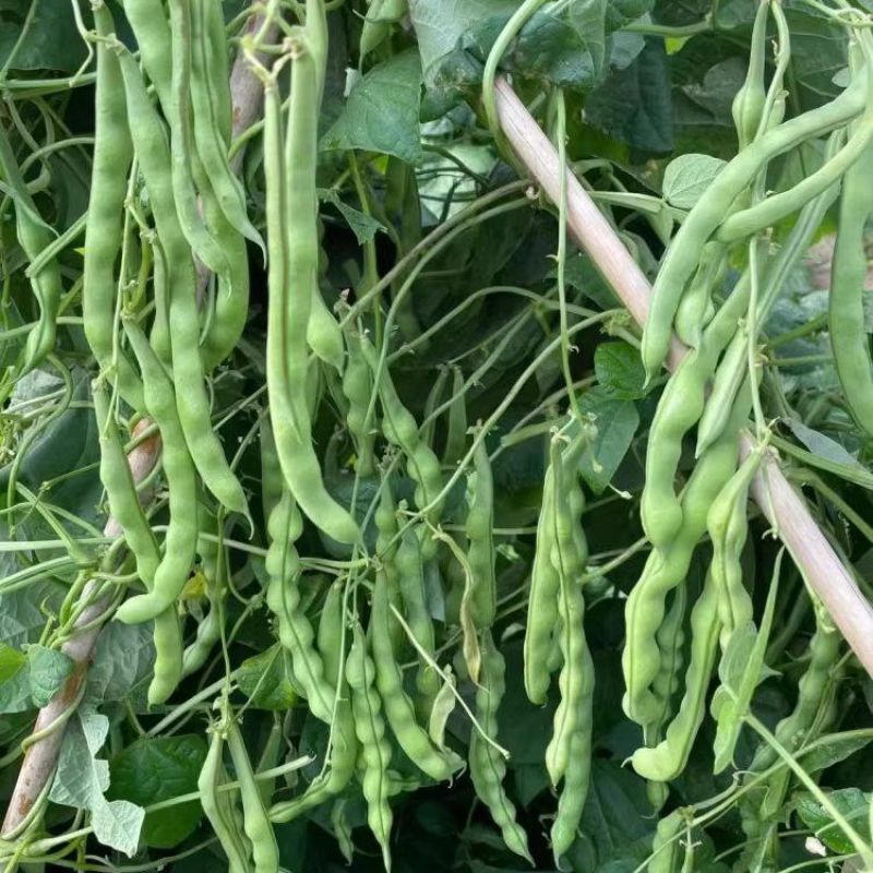 青大肉豆架豆种子白花绿荚架豆种子少筋纤维少实心架豆种子