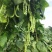 青大肉豆架豆种子白花绿荚架豆种子少筋纤维少实心架豆种子