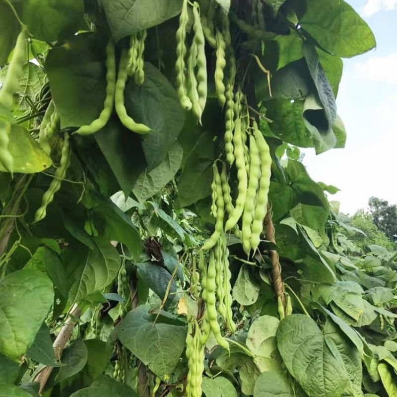 青大肉豆架豆种子白花绿荚架豆种子少筋纤维少实心架豆种子