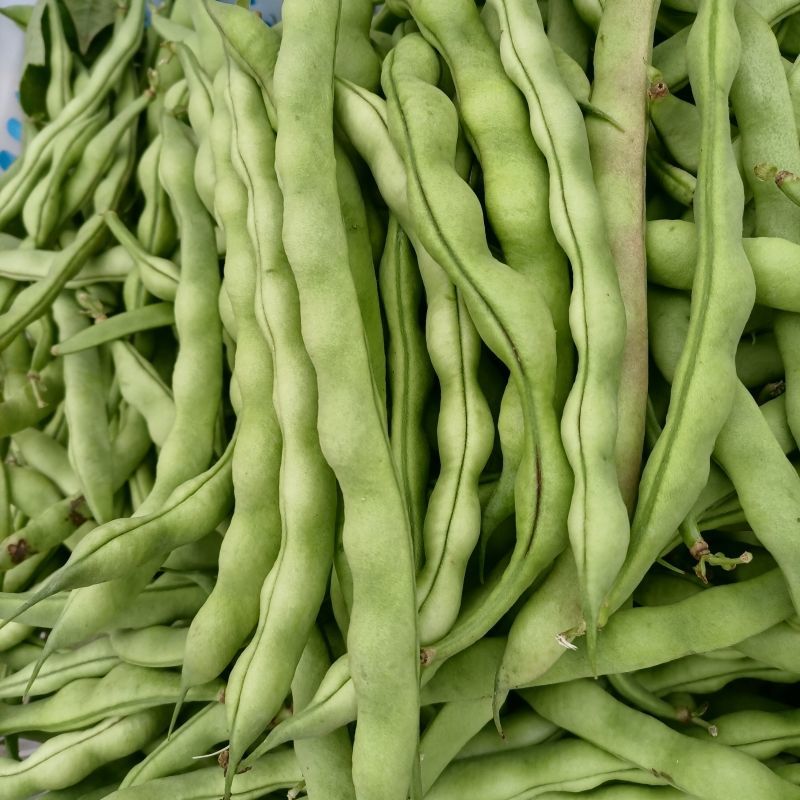 青大肉豆架豆种子白花绿荚架豆种子少筋纤维少实心架豆种子
