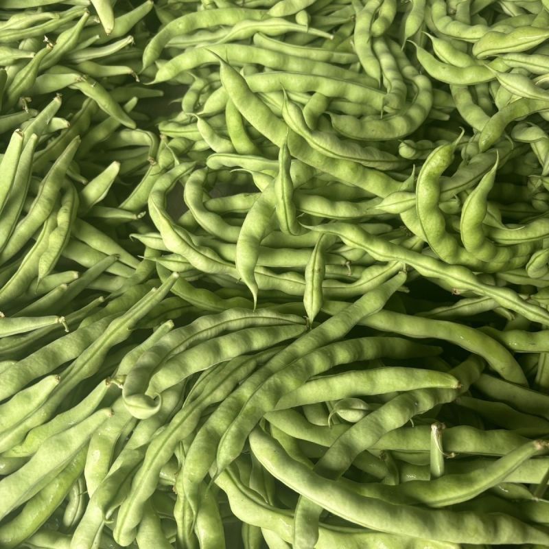 青大肉豆架豆种子白花绿荚架豆种子少筋纤维少实心架豆种子