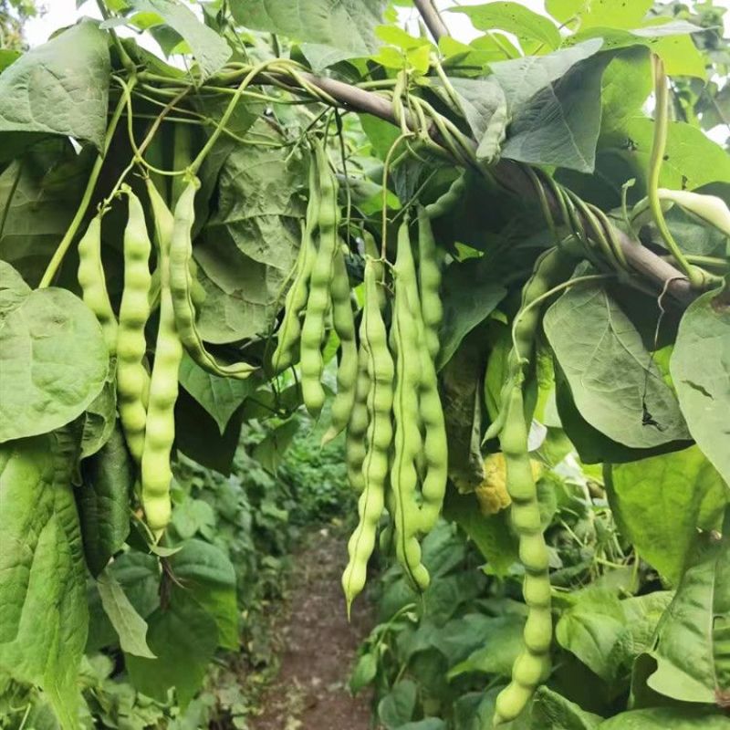 青大肉豆架豆种子白花绿荚架豆种子少筋纤维少实心架豆种子